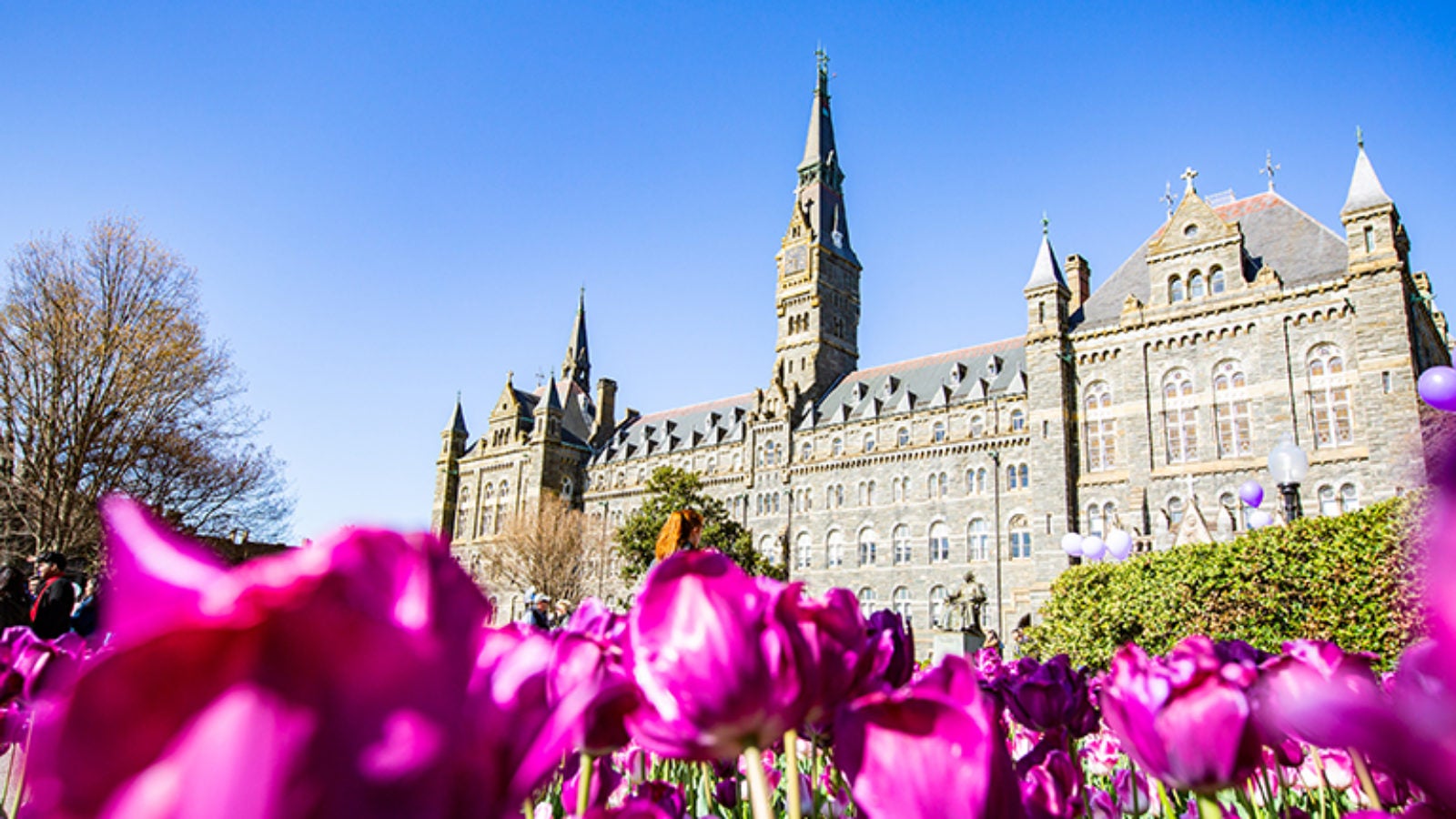 Healy Building from the level of tulips in adjacent garden