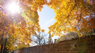 Autumn foliage frames the sky on campus