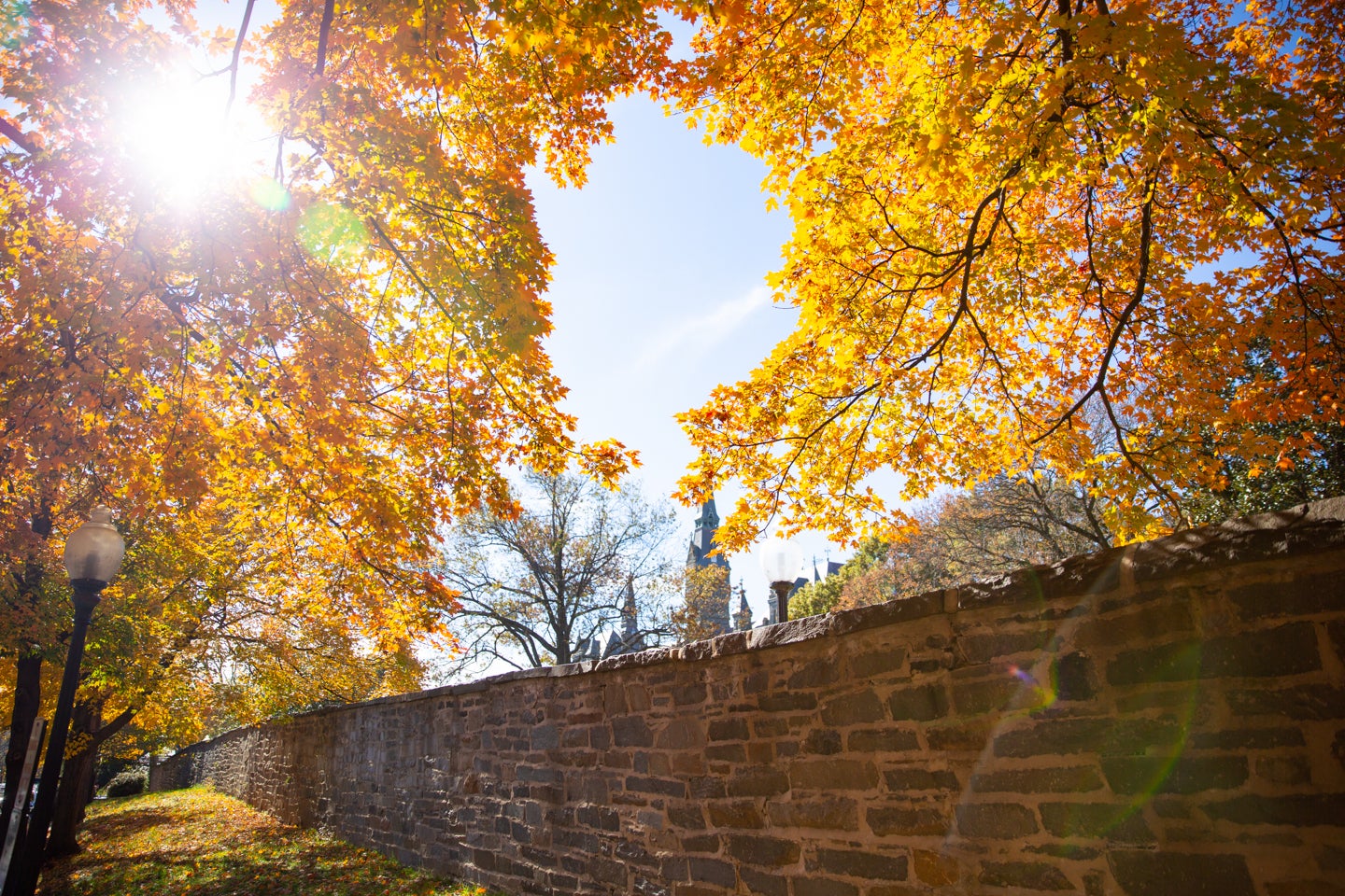 Autumn foliage frames the sky on campus