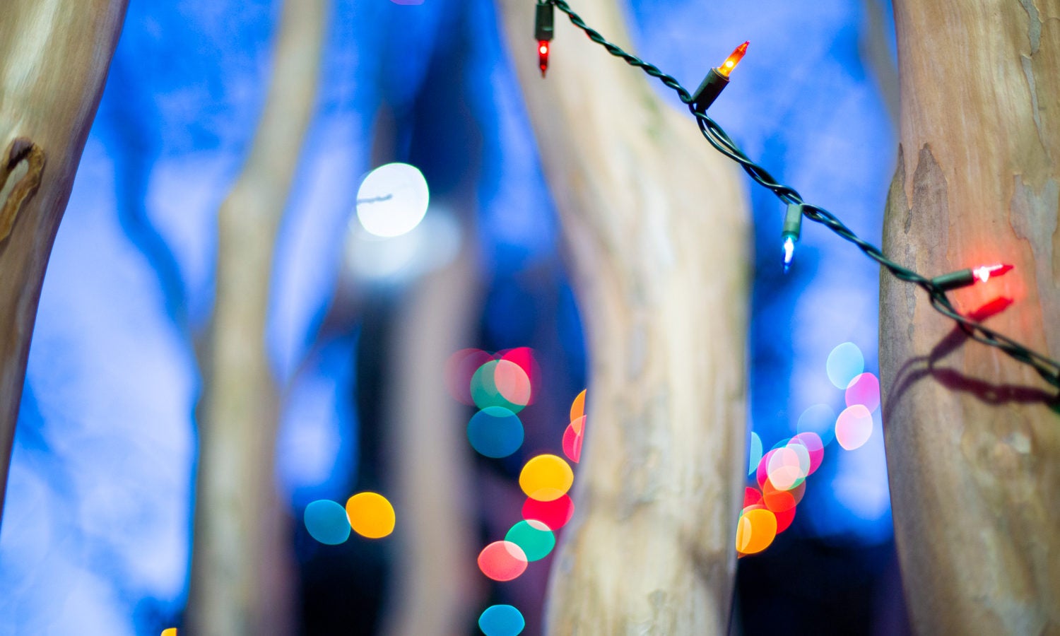 Holiday lights hang from a tree.