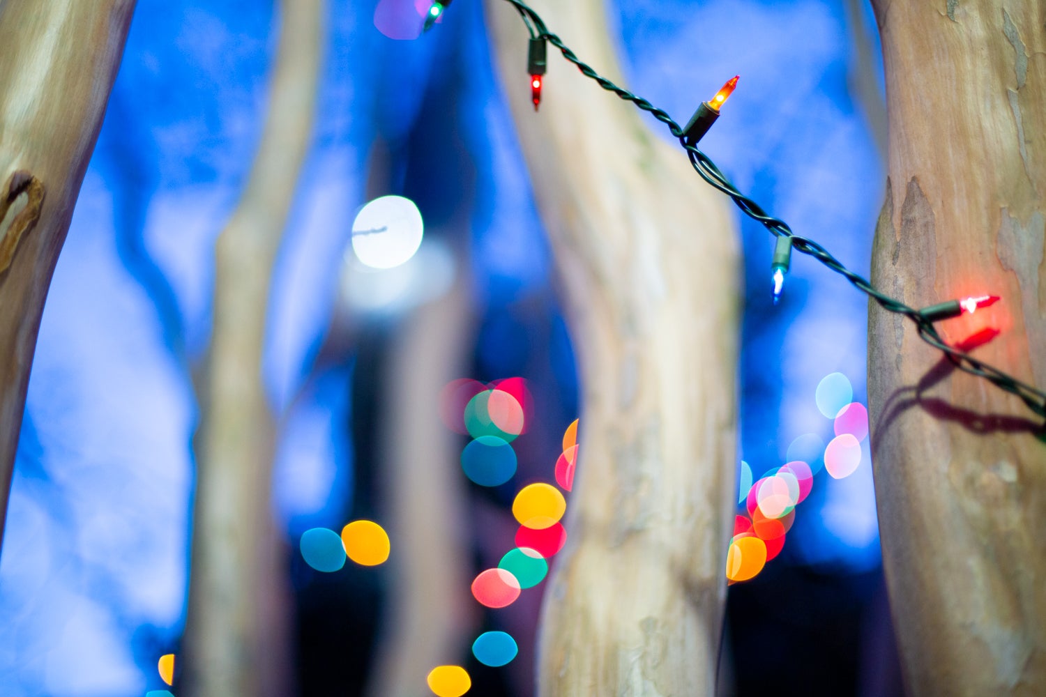 Holiday lights hang from a tree.