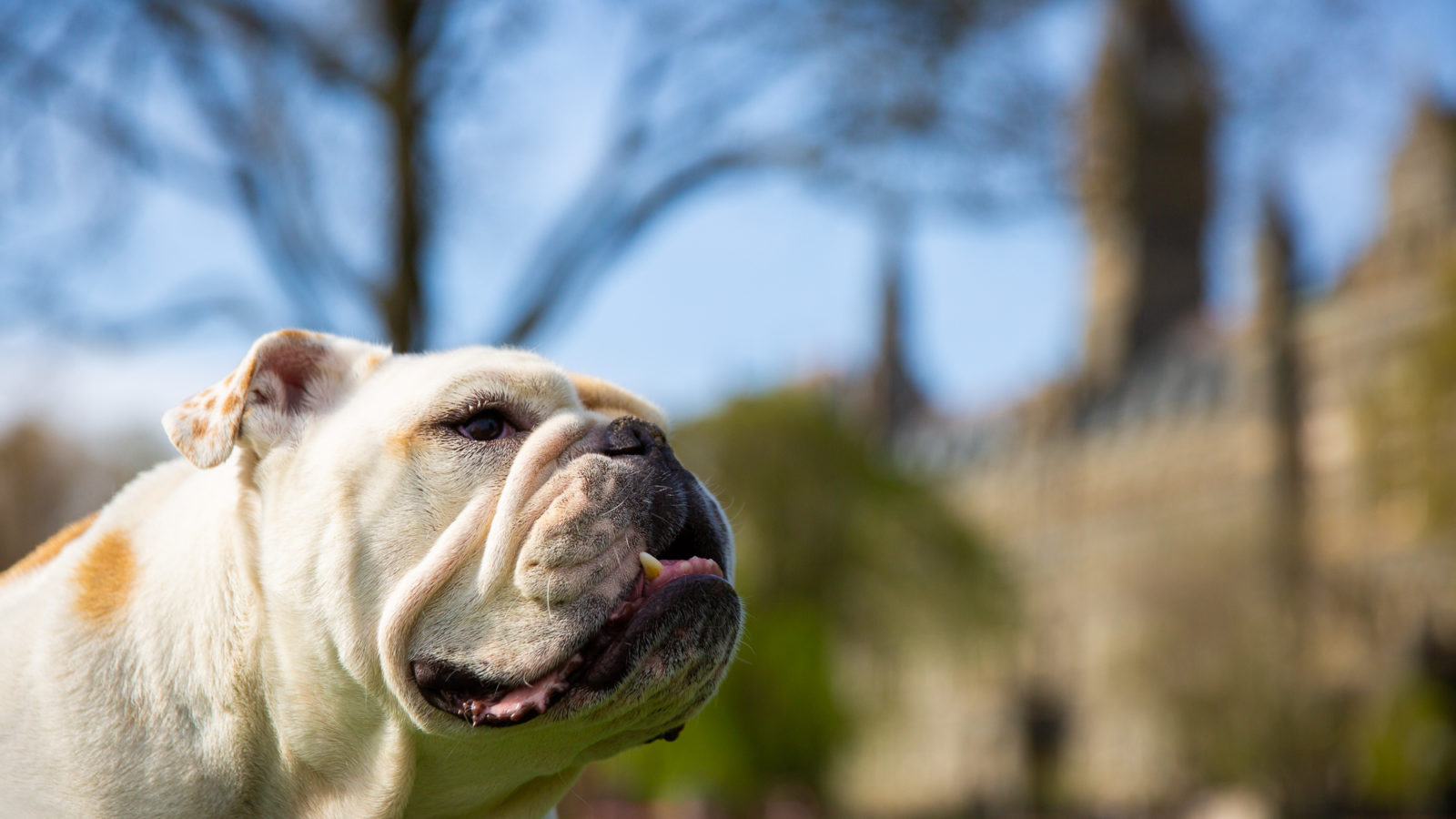 Jack the Bulldog stands in front of Healy Hall.
