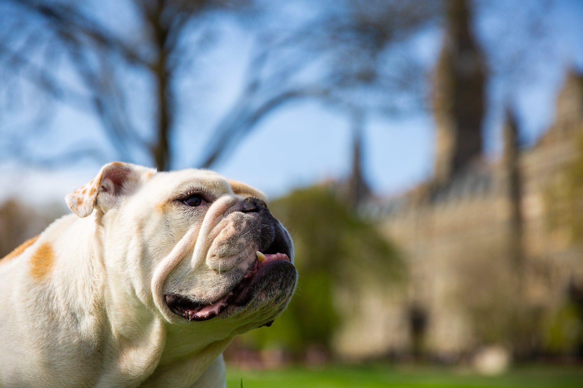 Jack the Bulldog stands in front of Healy Hall.