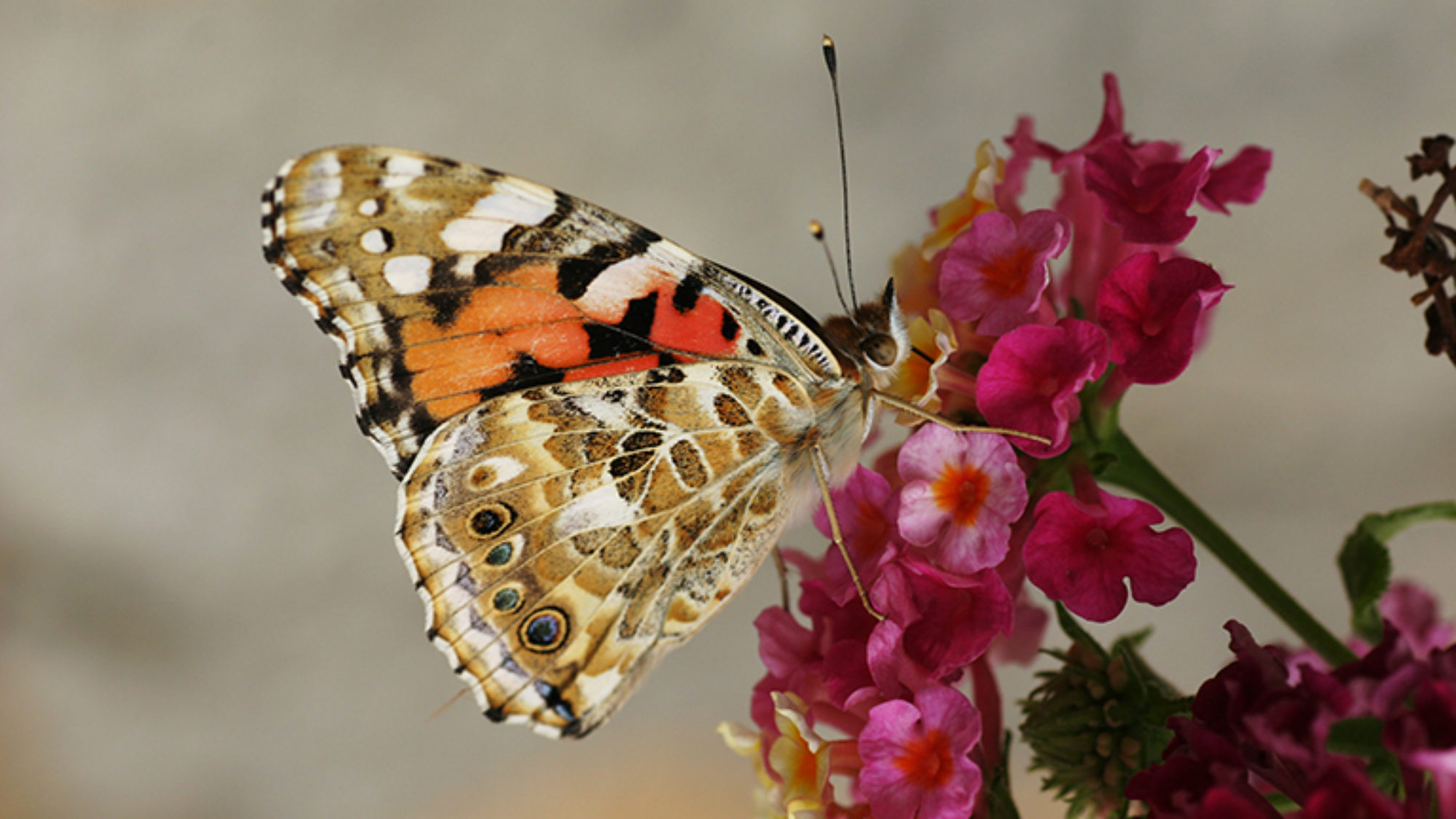 Painted Lady butterfly alighting on flower