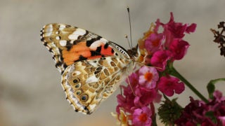 Painted Lady butterfly alighting on flower