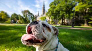 The new mascot in training with his tongue out on Healy lawn with Healy building tower above.
