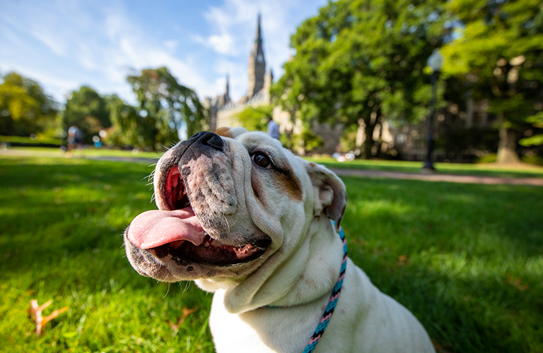 The new mascot in training with his tongue out on Healy lawn with Healy building tower above.