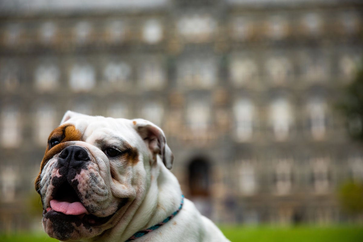 Jack the Bulldog - Georgetown University