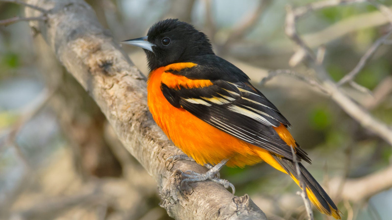 Baltimore Oriole on a tree branch