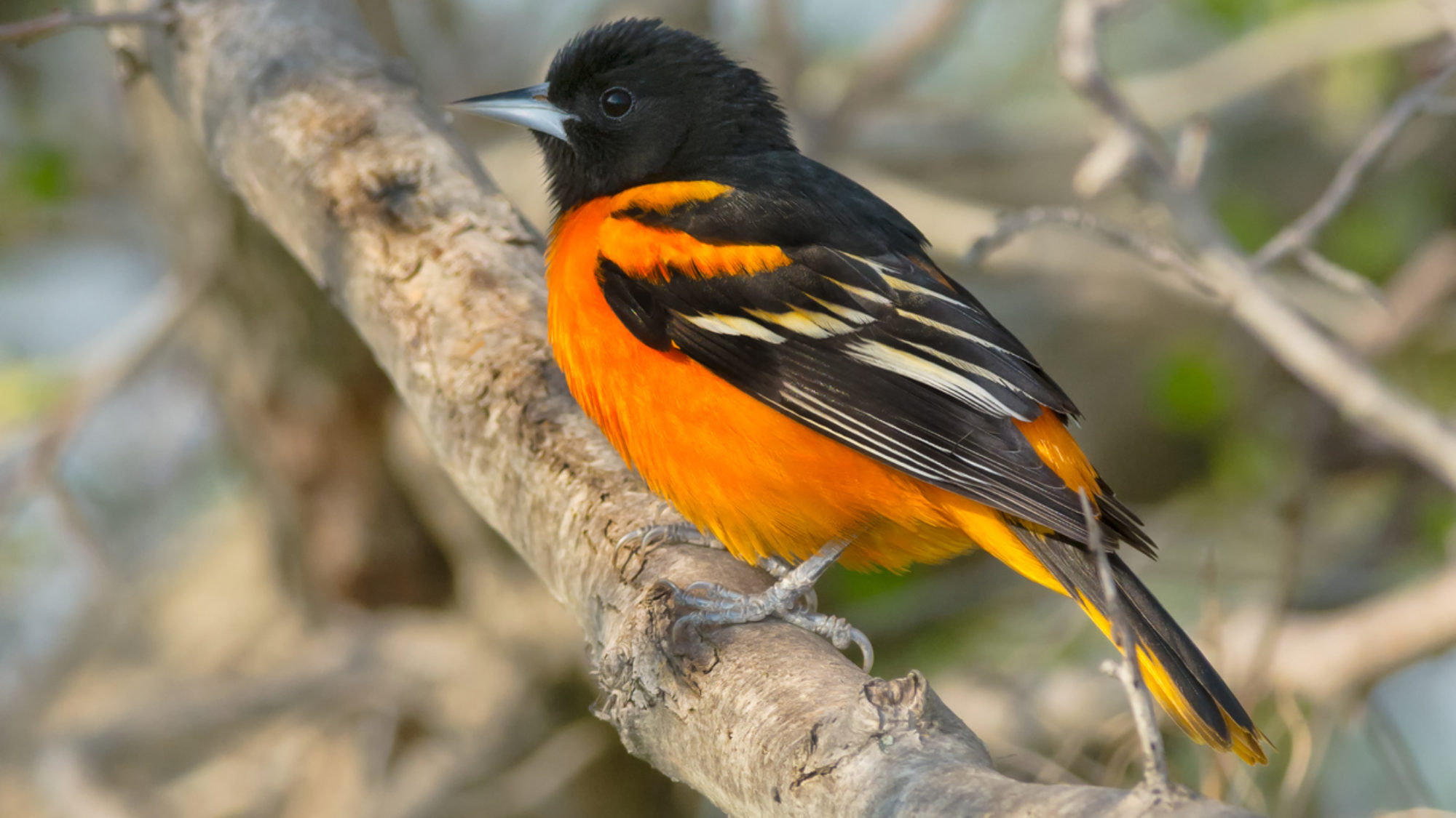 Baltimore Oriole on a tree branch