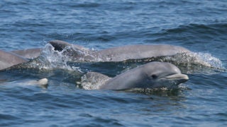 dolphins in the Potomac