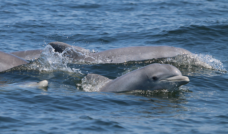 dolphins in the Potomac
