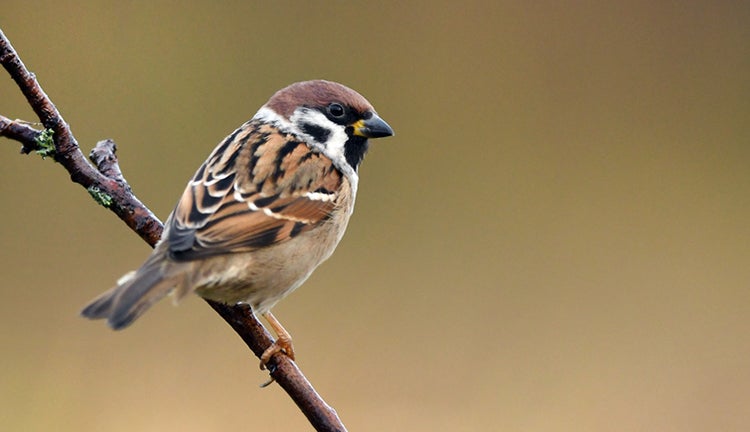 Tree sparrow sitting on a branch