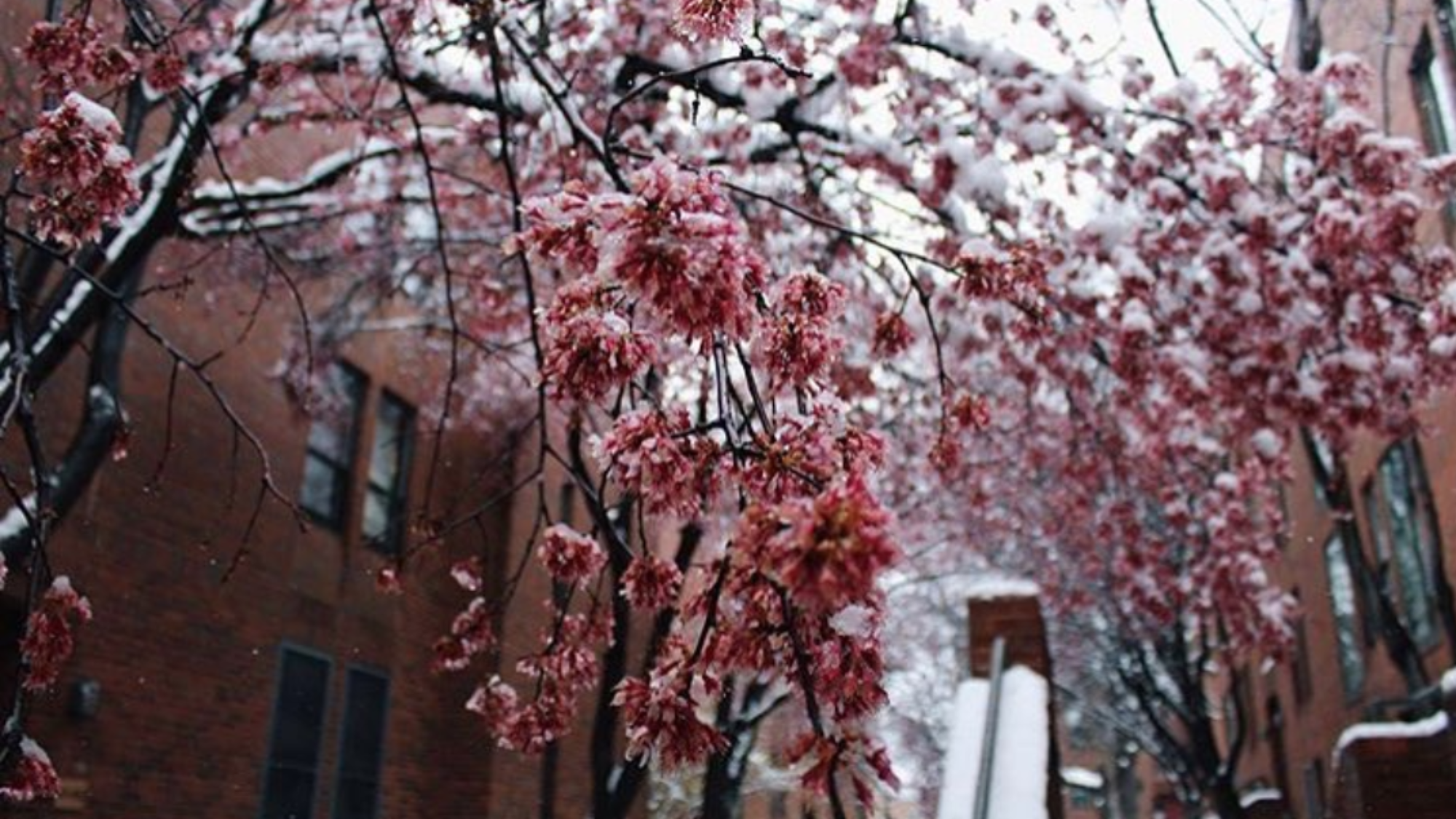 Cherry blossoms bloom on campus