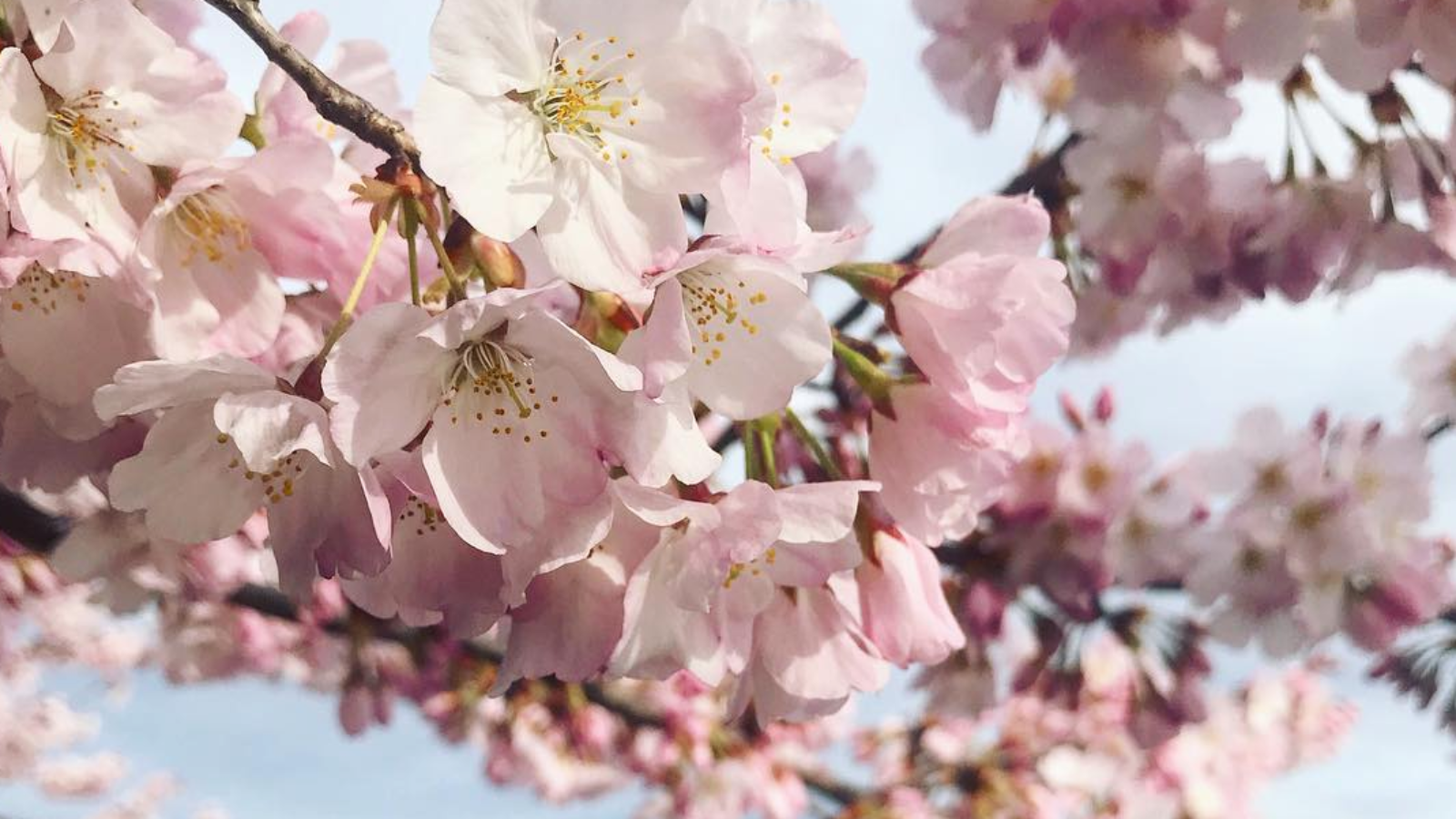 Cherry blossoms bloom on campus