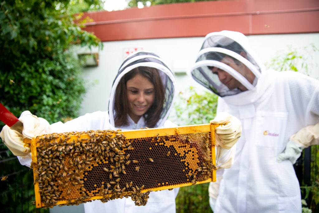 Students Allyse Smith and Billy Maguire wearing bee suits, examine a tray of honey bees