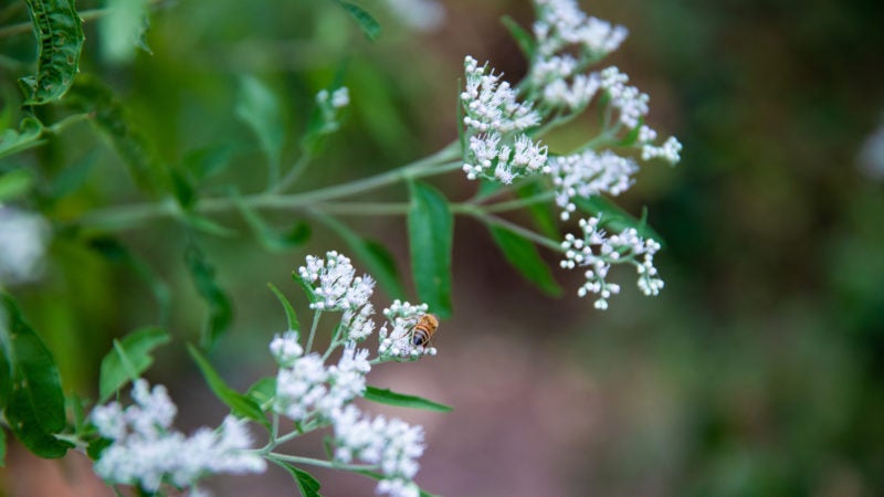 a bee alights on a flower