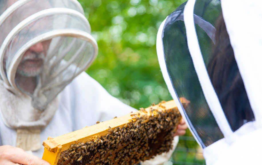 William Hahn examining a frame of honey bees with a student both wearing bee suits