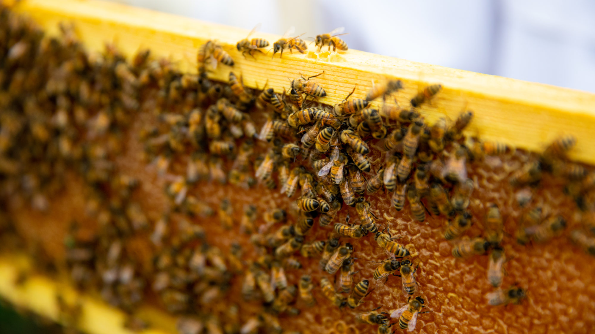 A tray of honey bees