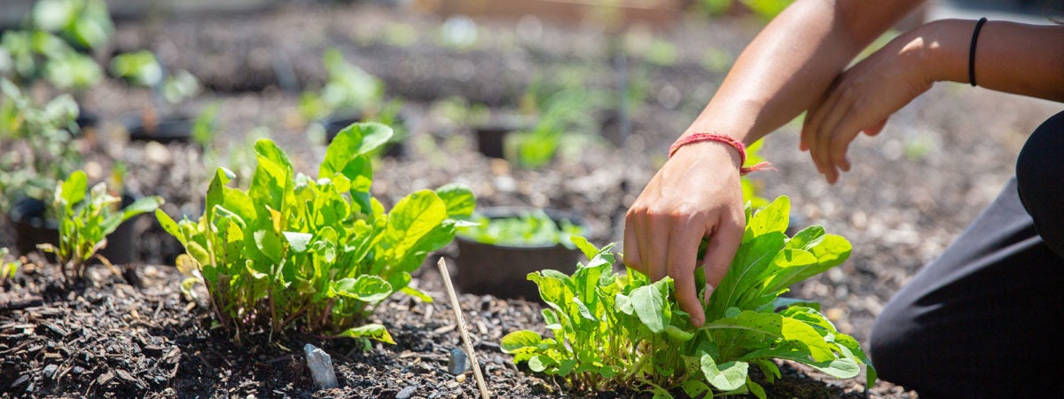 A hand tends to plantlife in soil.