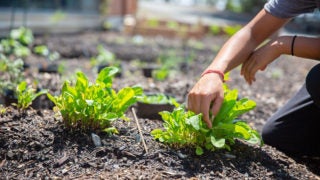 A hand tends to plantlife in soil.