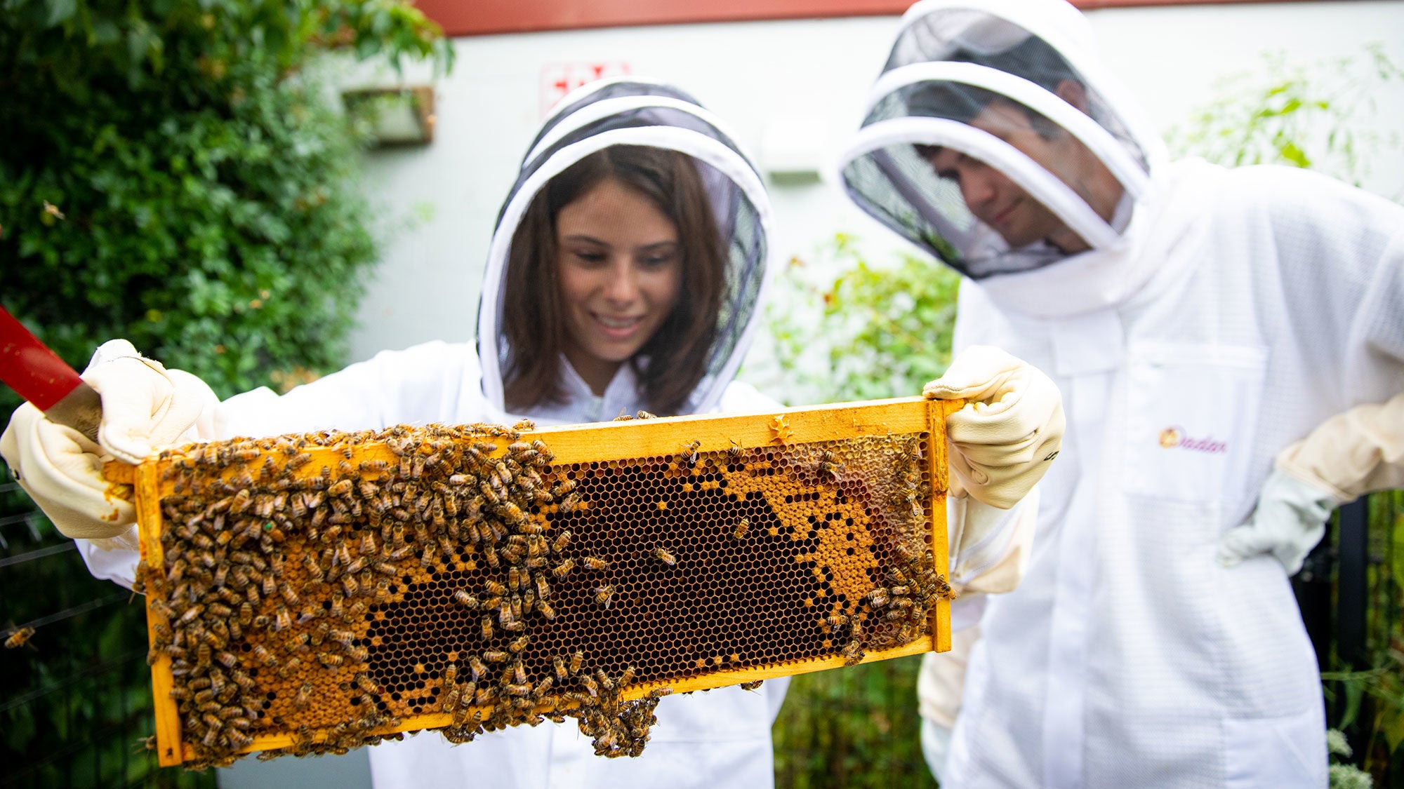 Two students hold a hive filled with bees while wearing protective suits.