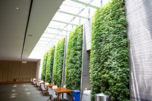 The green walls of the Healey Family Student Center with chairs and tables underneath them