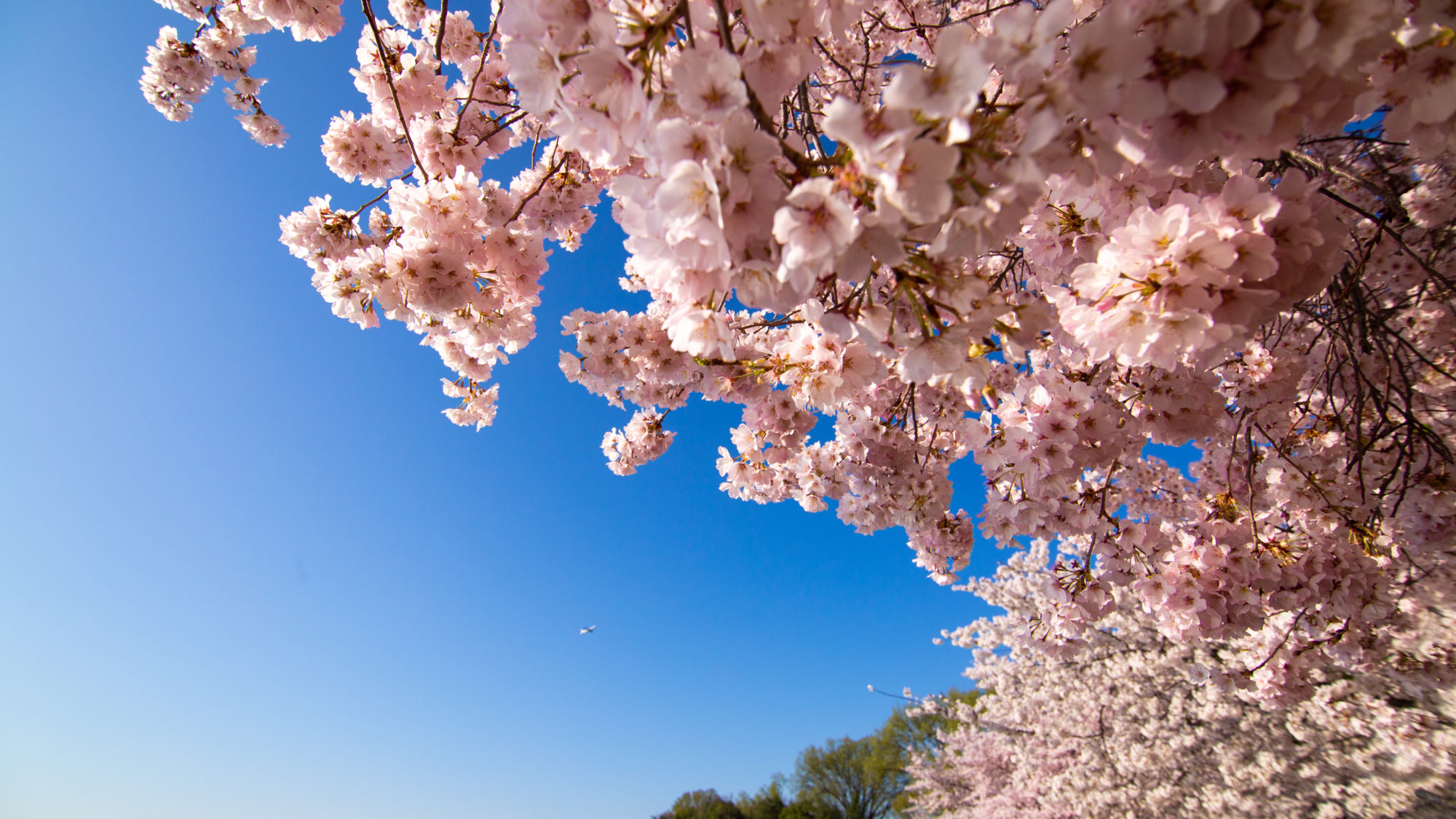 Pink cherry blossoms hang over the tidal basin with a blue sky behind them.