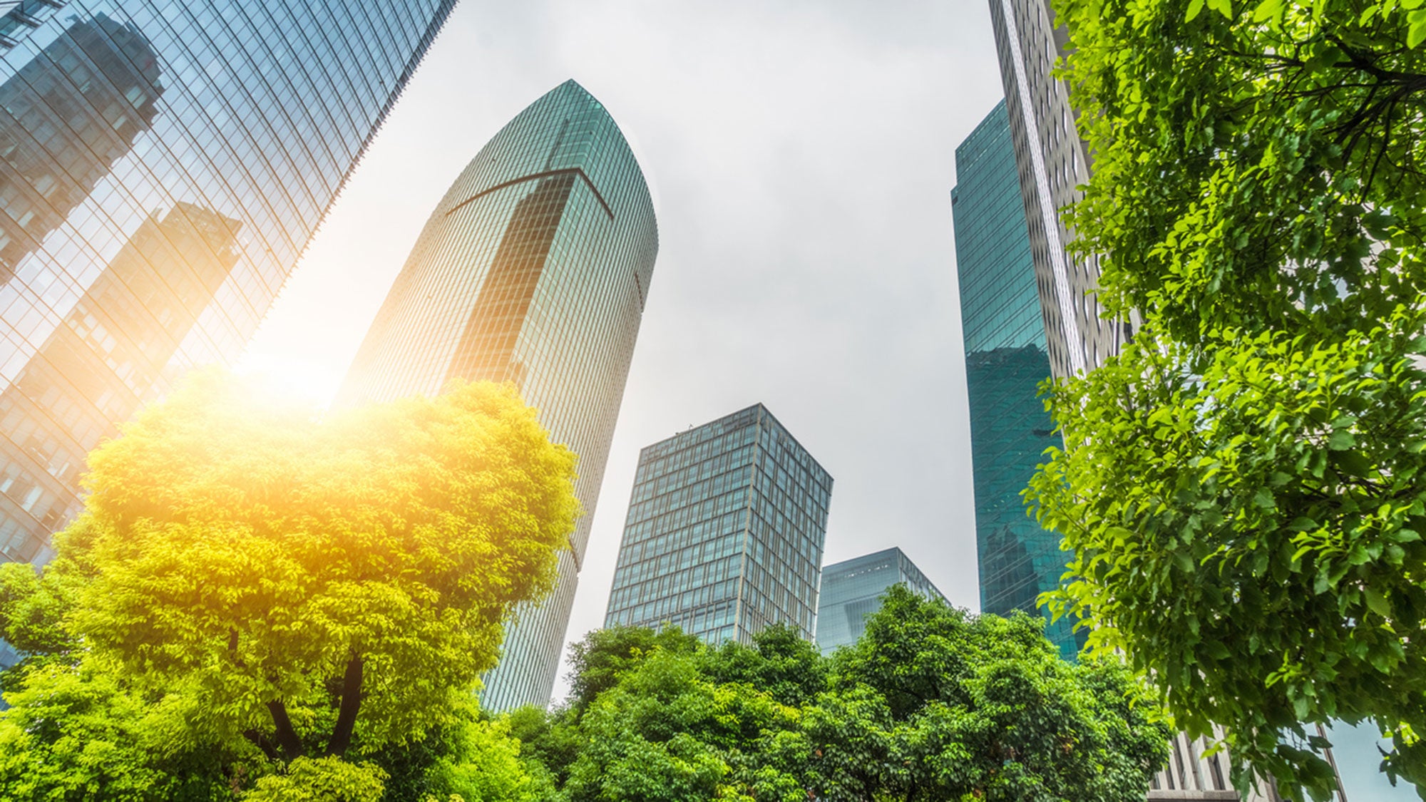 view from below of skyscrapers ascending toward clear skies among trees.