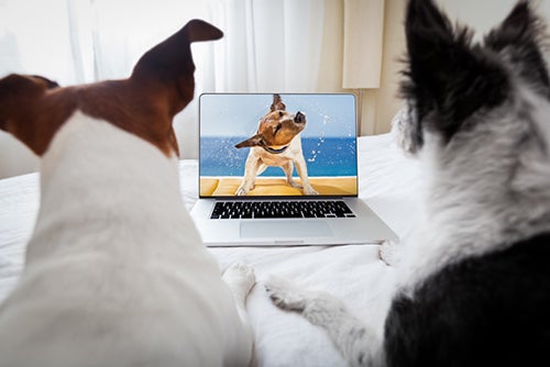 Two dogs appearing to watch a dog on TV