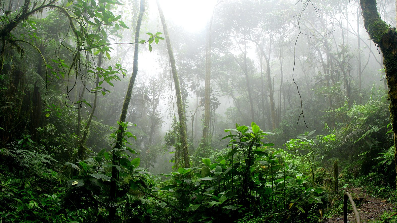 Mist in a rainforest landscape