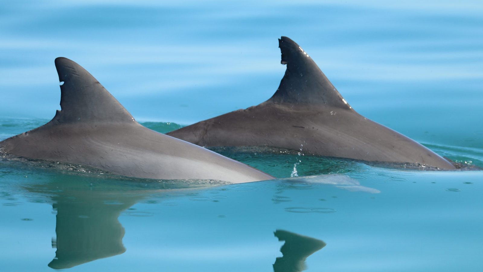 Two dolphin fins appear out of water