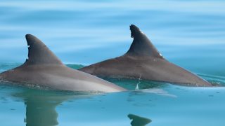 Two dolphin fins appear out of water