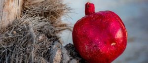 pomegranate with dried grass