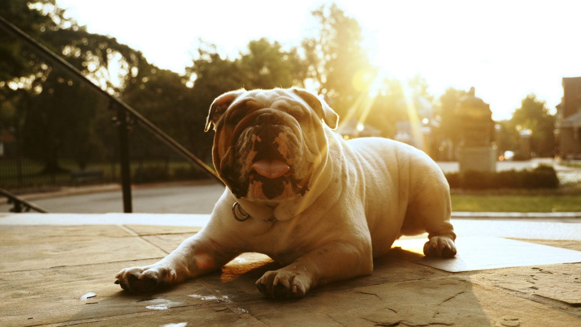 Jack the bulldog on the Healy steps at sunrise