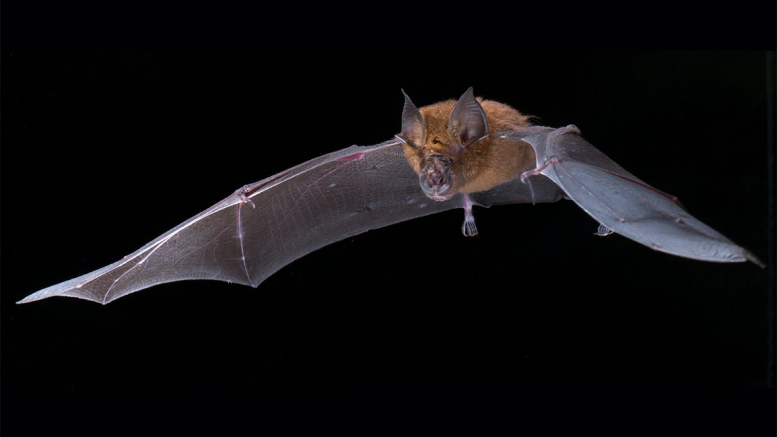 An image of a bat.