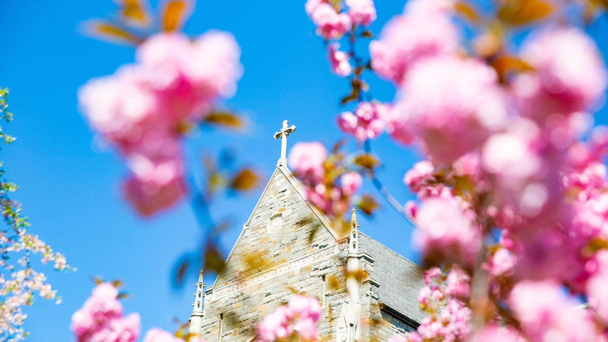 Building with a cross on the top behind pink flowers