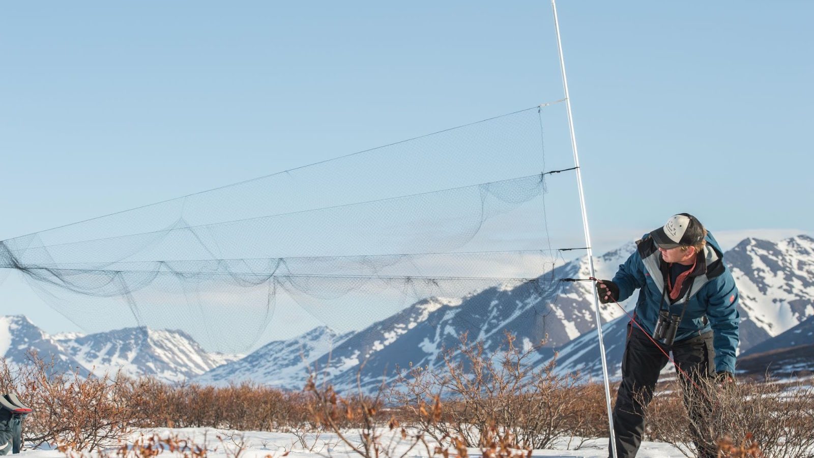 Pete Marra sets up bird nets in front of mountains