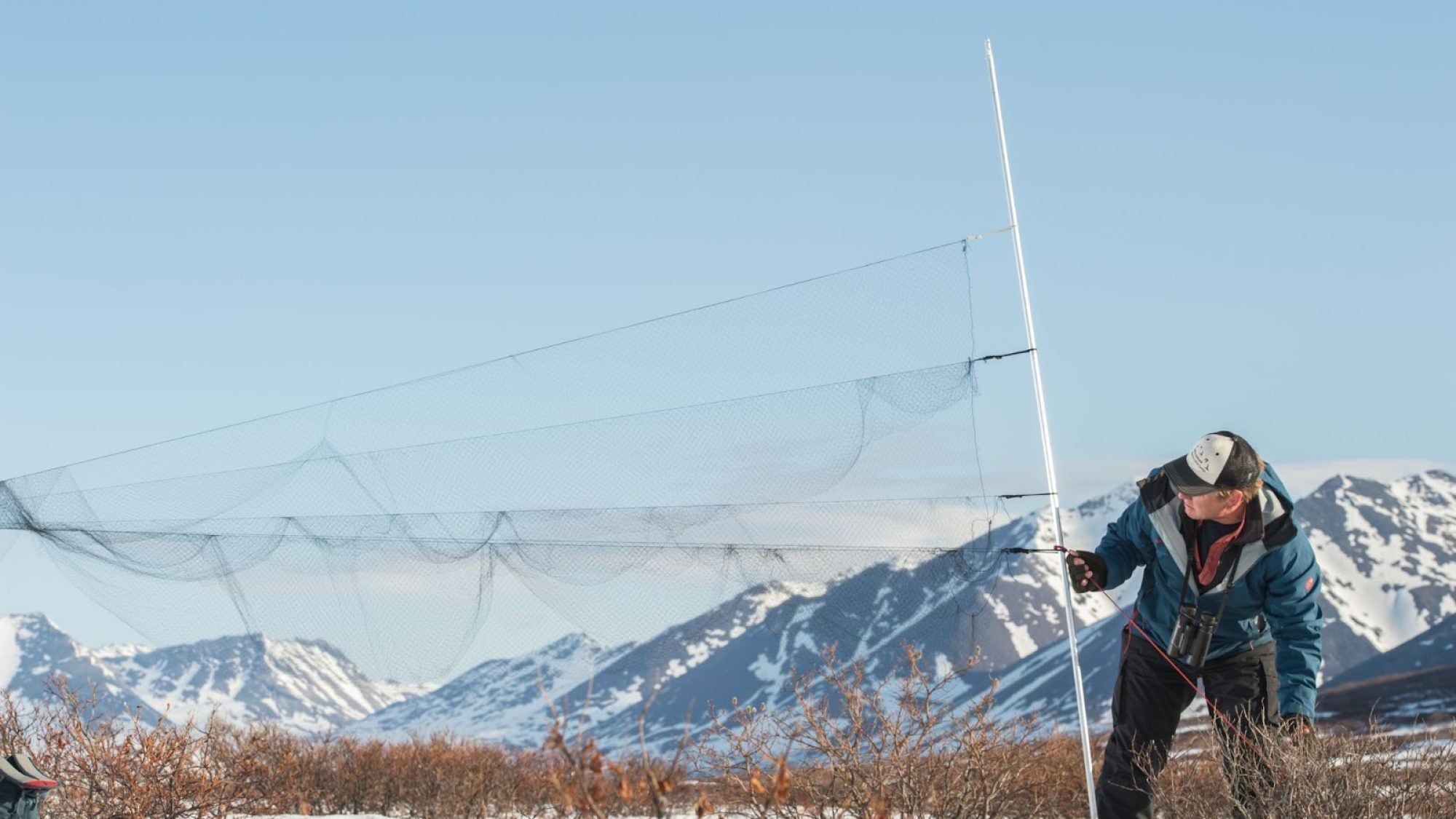 Pete Marra sets up bird nets in front of mountains