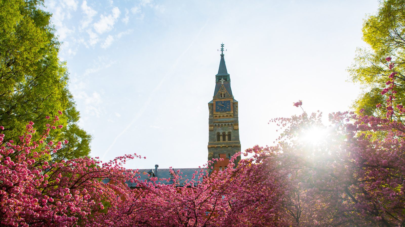 Sun shines behind trees blooming with flowers in front of a tall clock tower