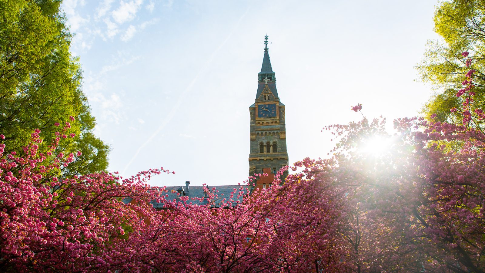 Sun shines behind trees blooming with flowers in front of a tall clock tower