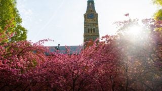 Sun beam to the left of Healy Hall adds lights to blooming pink trees below the tower and green leaves framing the sides