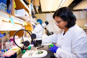 A medical student wears a white lab coat and looks through a microscope in a lab.