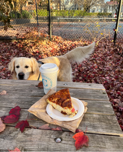 dog on a fall day, surrounded by leaves, peering over at a picnic table with quiche and coffee on it