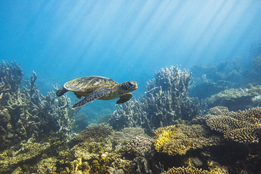 A sea turtle swims close to the seabed in the ocean.