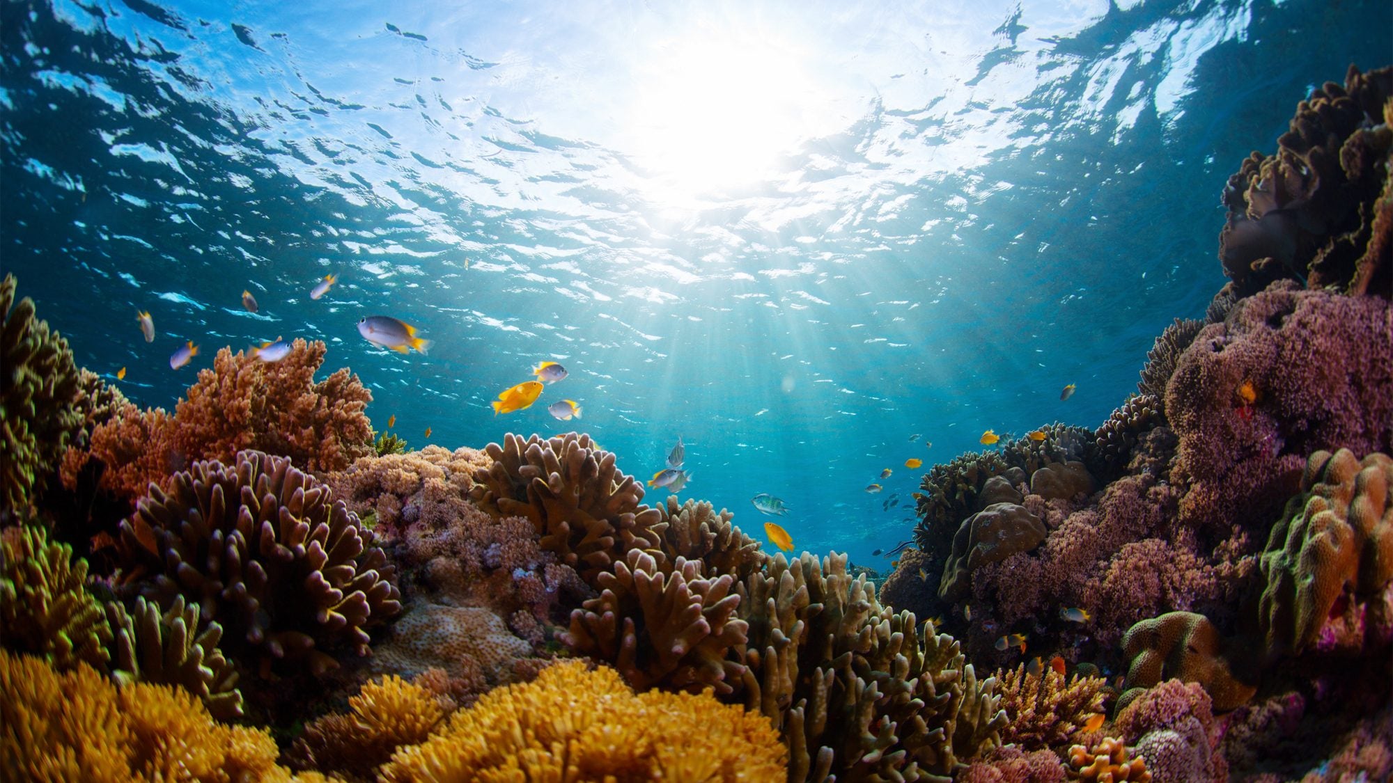 Underwater shot of vivid coral reef with fishes