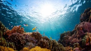 Underwater shot of vivid coral reef with fishes