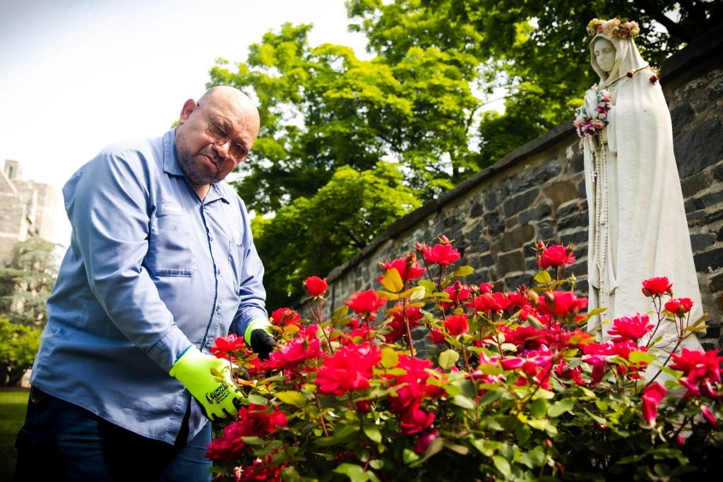 Francisco Velasquez plants roses in front of a statue of Mary on Georgetown's main campus.