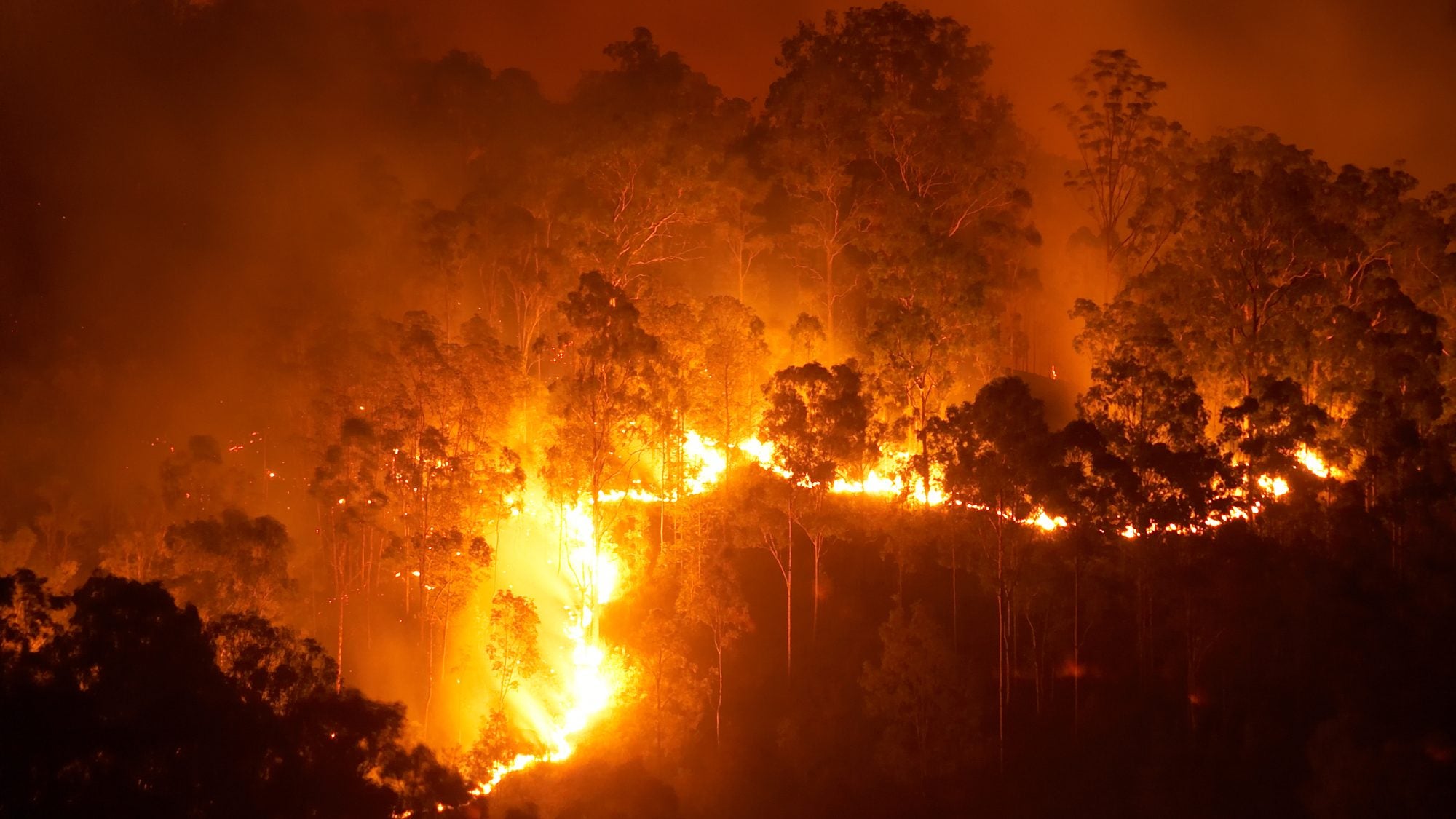 A wildfire burning at night