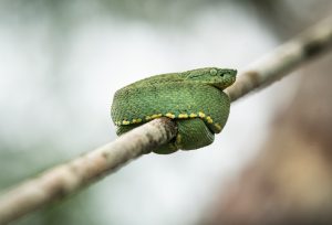 A green snake coiled onto a thin branch